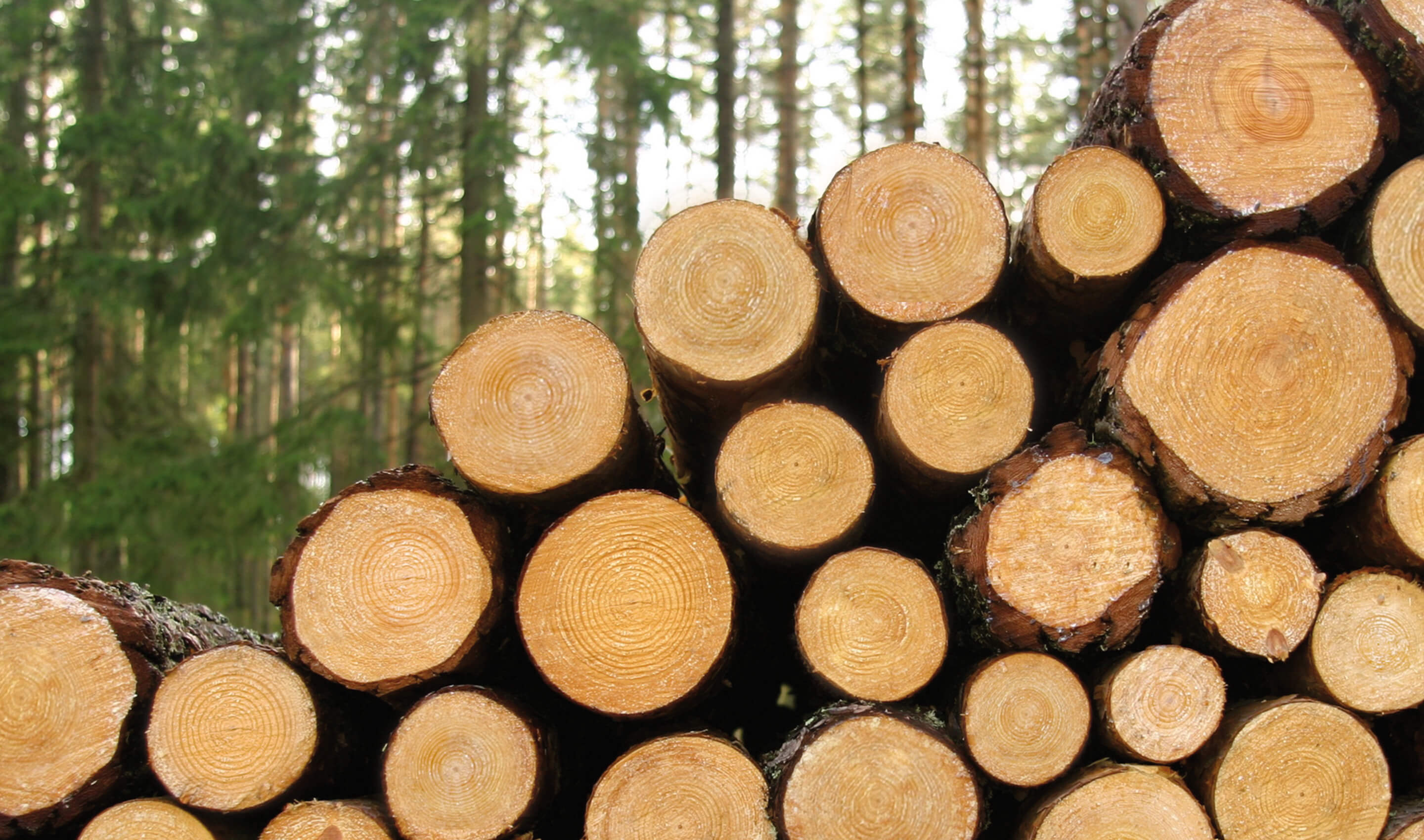 Bauen mit Holz - Ihr vitales Holzfertighaus